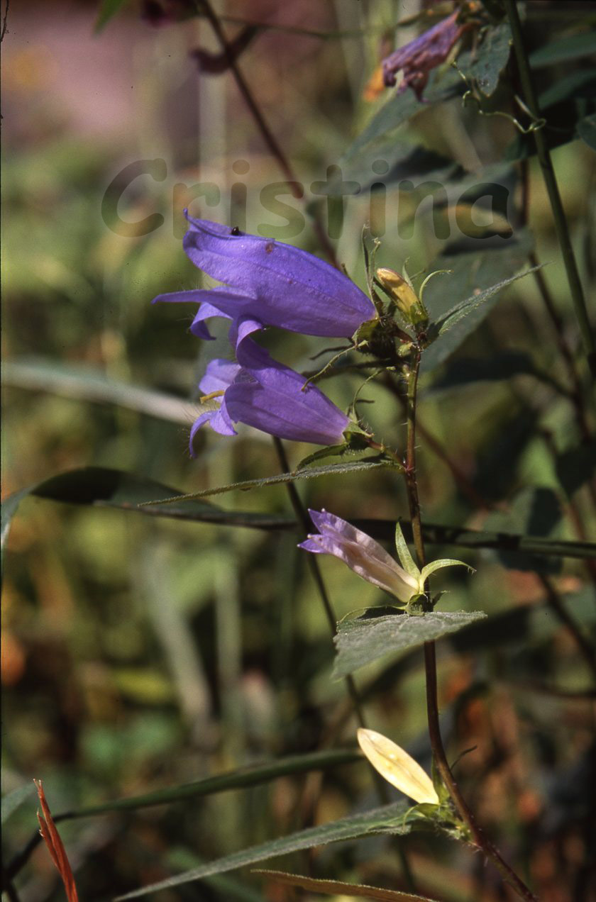 Campanula trachelium o latifolia?